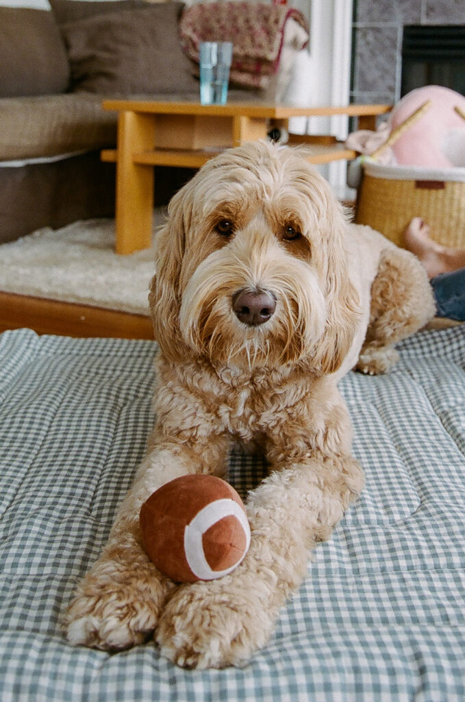 Photo of a family dog with its football chew toy
