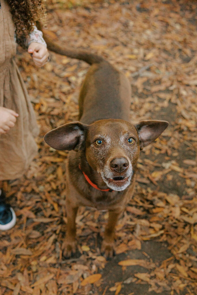 Photo of a brown dog at the park