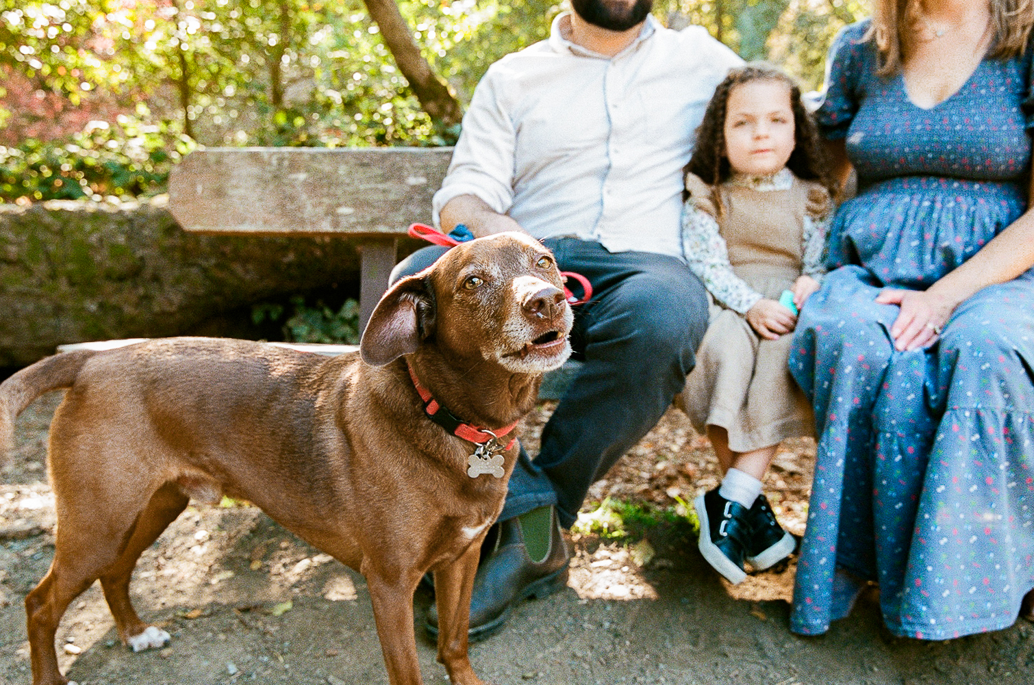 Little girl and her parents at Tilden Regional Park in Berkeley, CA for their maternity & family pictures along with their dog on 35mm film