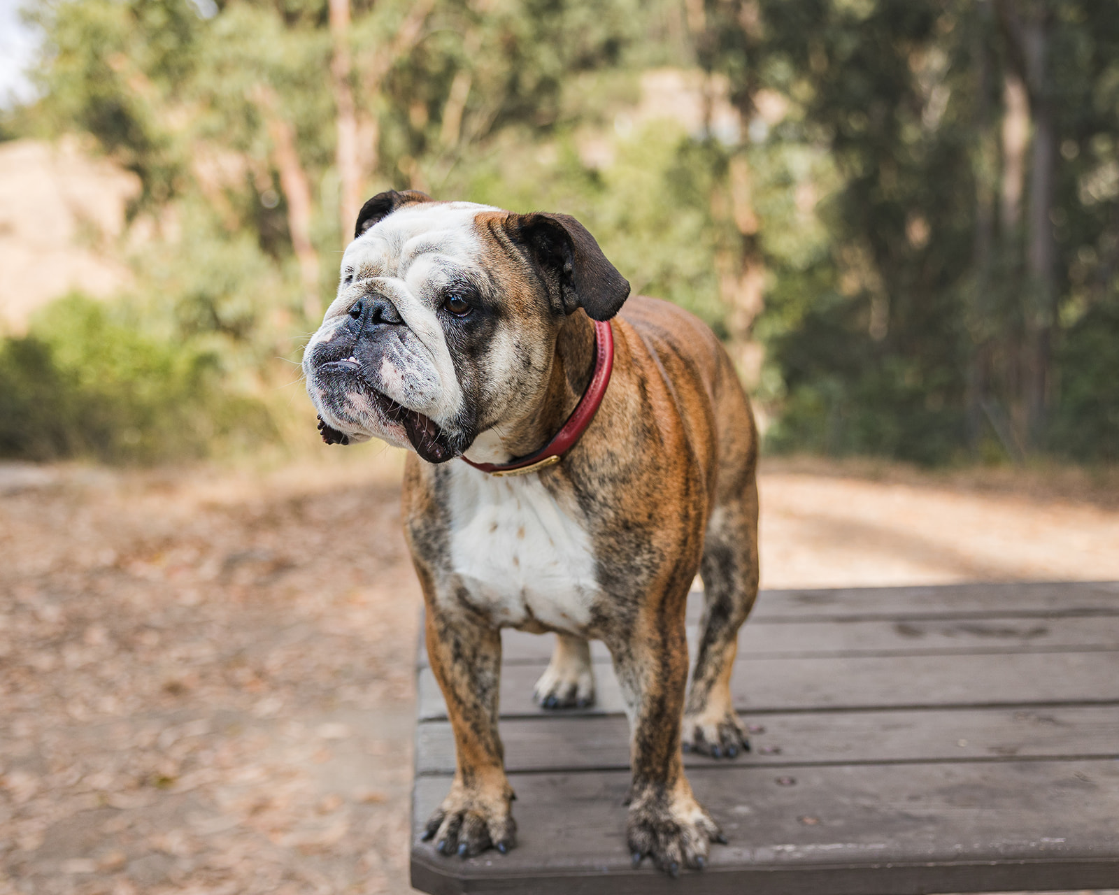 Close up image of a family dog on a park bench