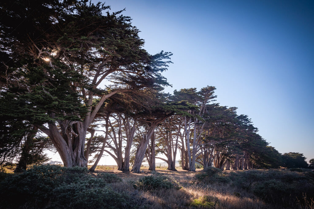 Cypress trees in Northern California