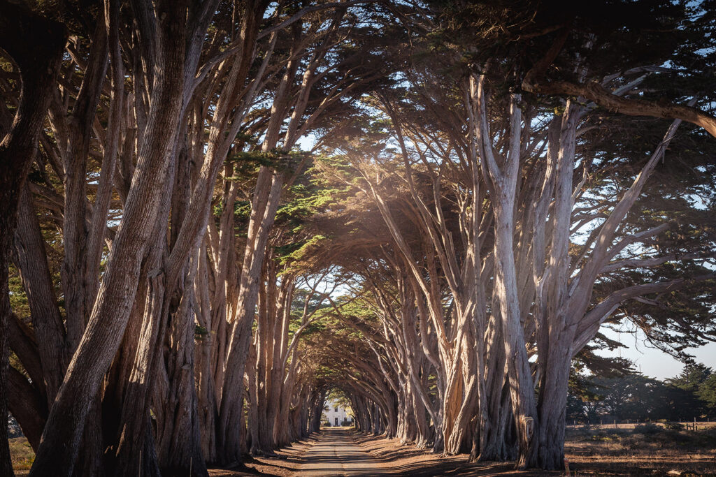 Cypress Tree Tunnel in Northern California