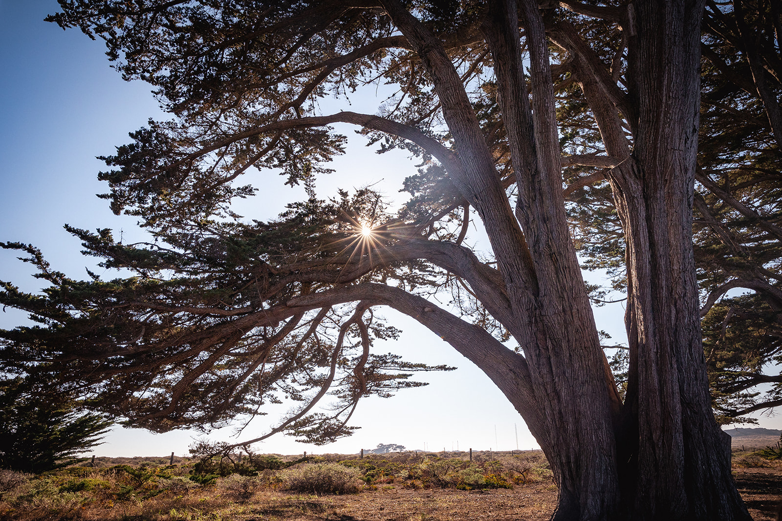 Cypress trees in Northern California