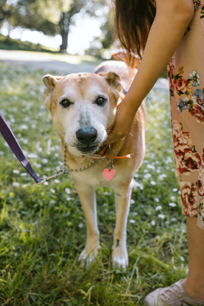 An older dog at the park