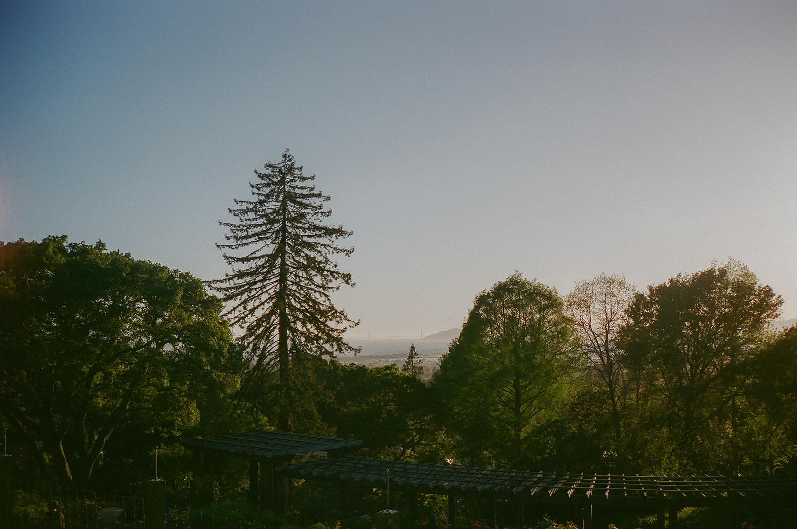 Views from Berkeley Rose Garden captured on 35mm film