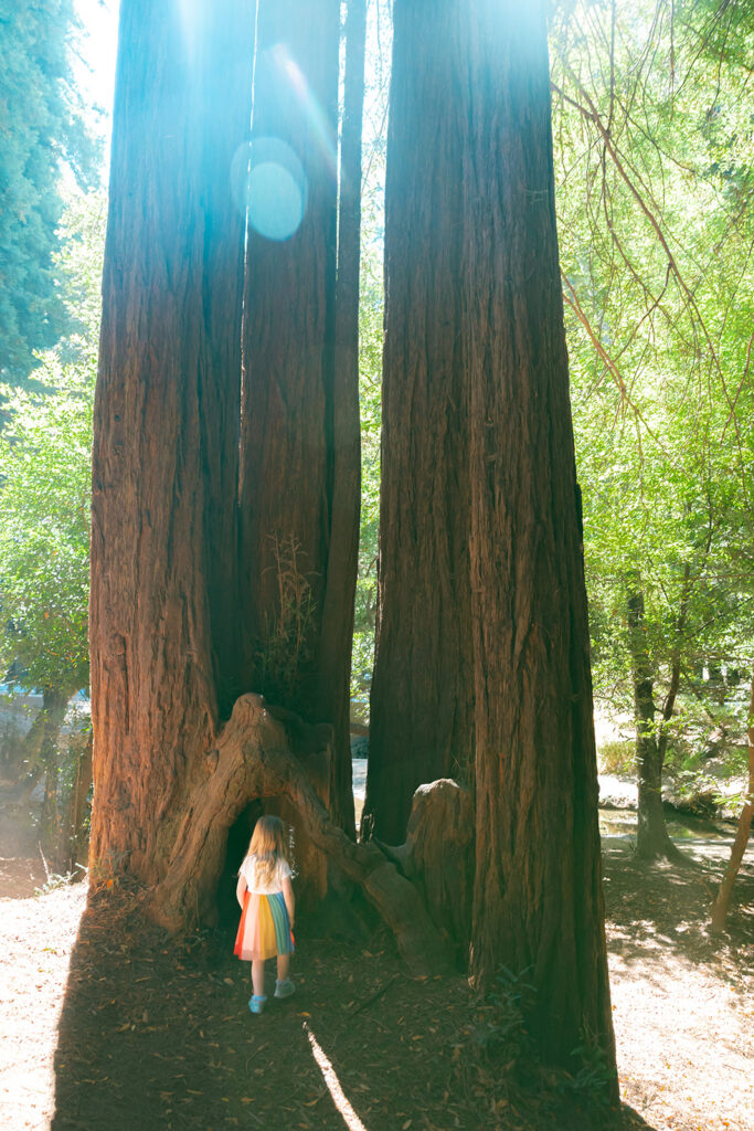 Little girl standing at the base of towering redwoods during maternity session in Mill Valley.
