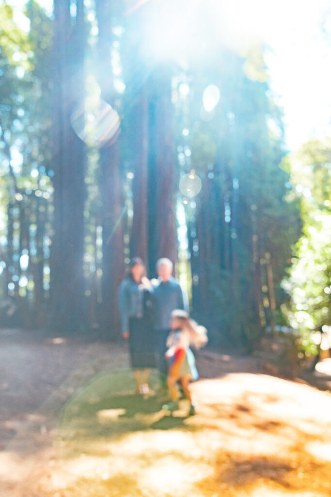 Soft, dreamy redwood forest portrait of family during Old Mill Park maternity photos.