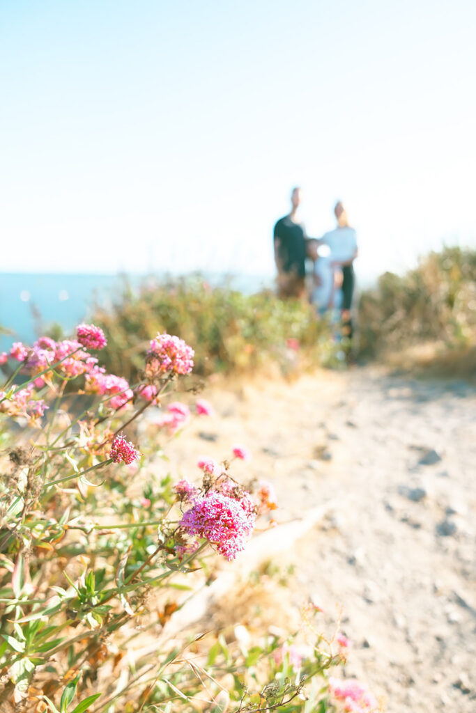 Close up of pink wildflowers at Albany Bulb during an East Bay family photography session.