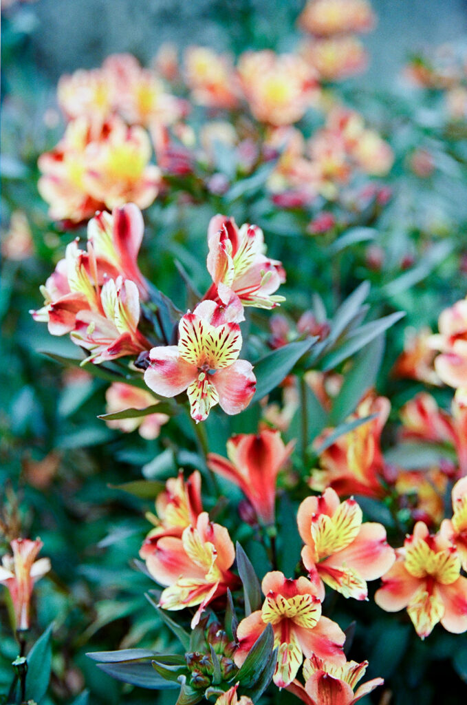 Close up film photo of the flowers at San Francisco Botanical Garden.