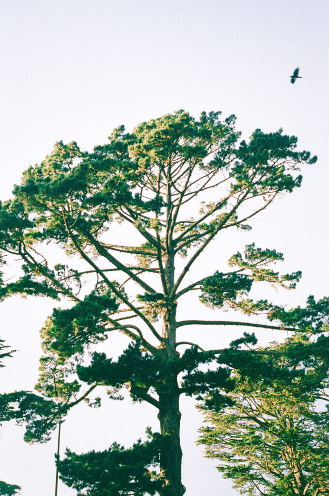 Film photo of a trees at San Francisco Botanical Garden.
