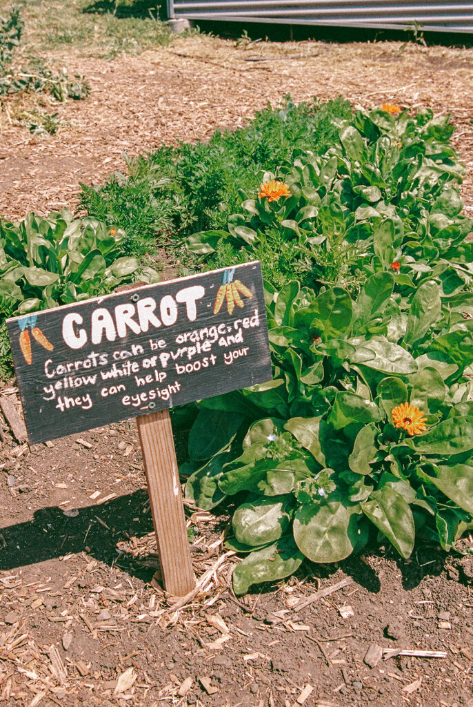 Carrot garden sign at Slide Ranch on 35mm film.