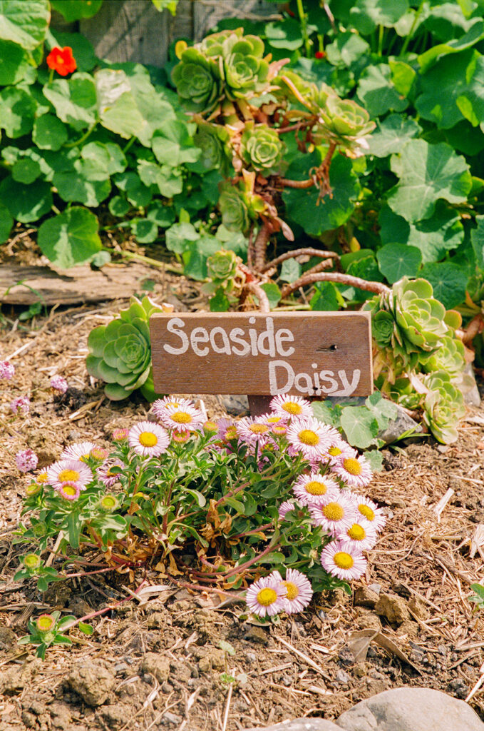 Seaside Daisy's at Slide Ranch on film.