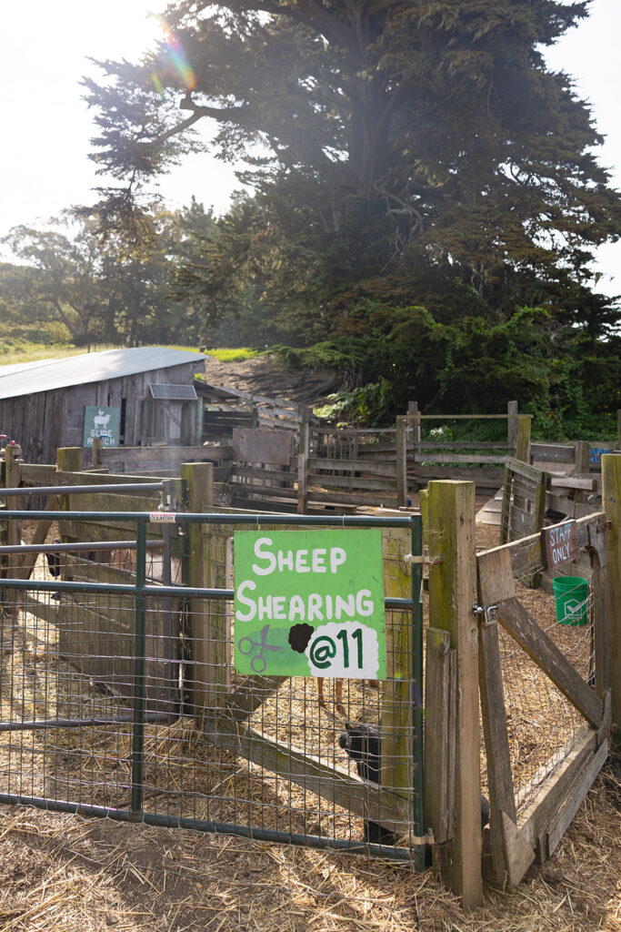 Sheep Shearing station at Slide Ranch in Muir Beach, CA.