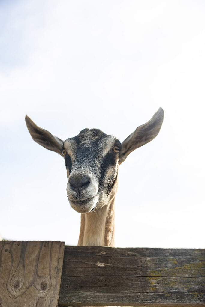 Goat staring at the camera.