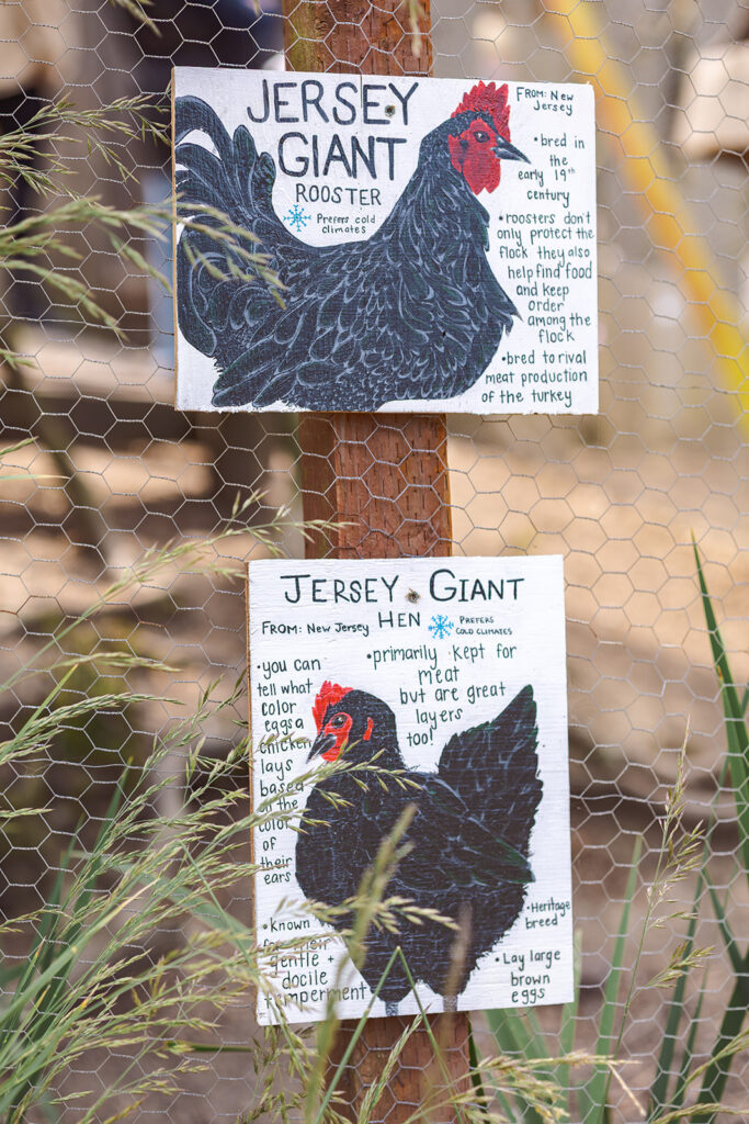 Rooster and hen sign.
