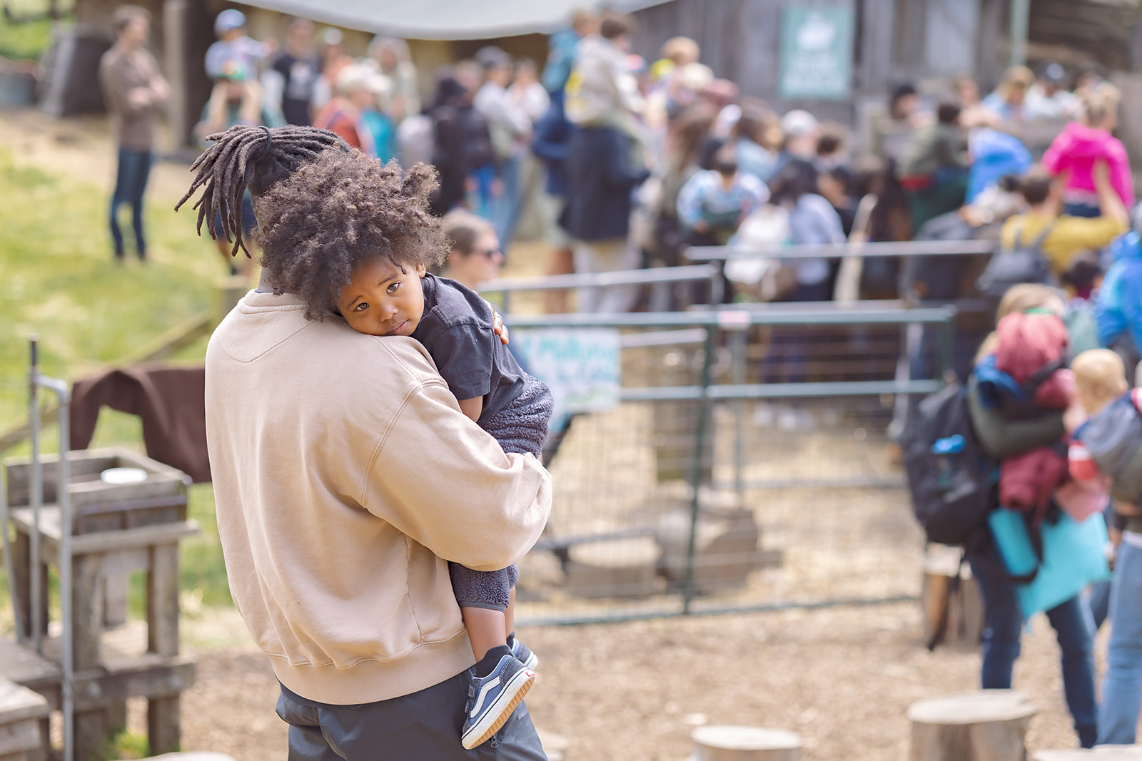 Father and son watching sheep sheering at Slice Ranch in Muir Beach, CA.