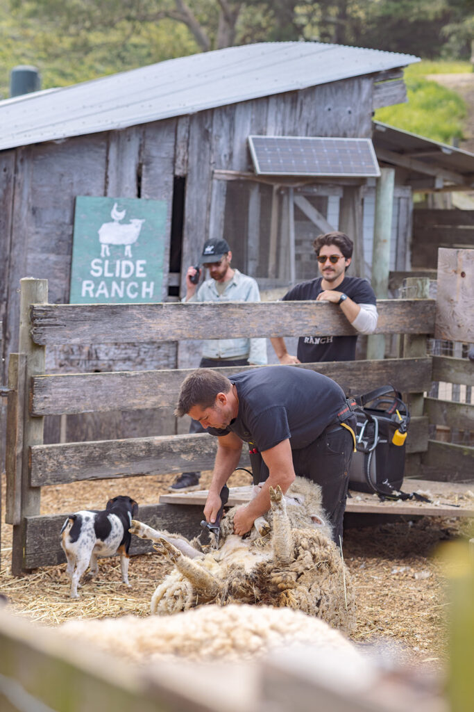 Man sheering a sheep at Slide Ranch.