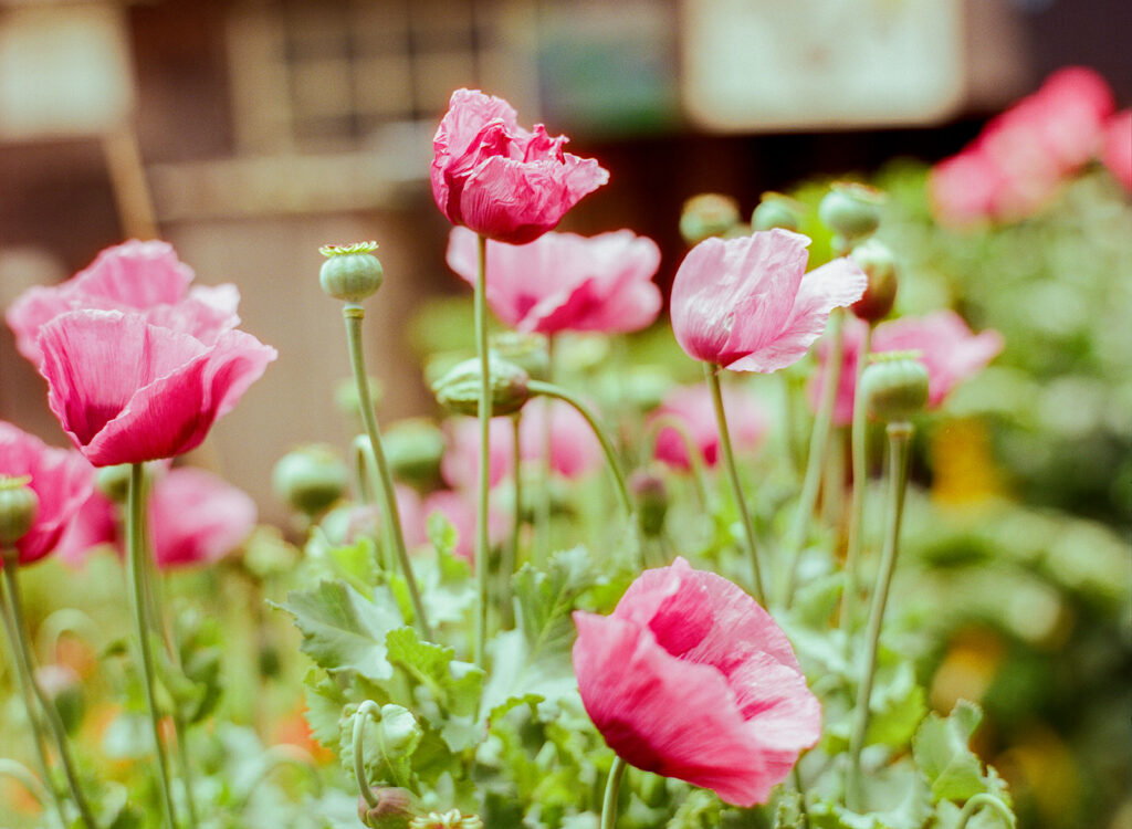 35mm film photo of wild flowers at Slide Ranch.