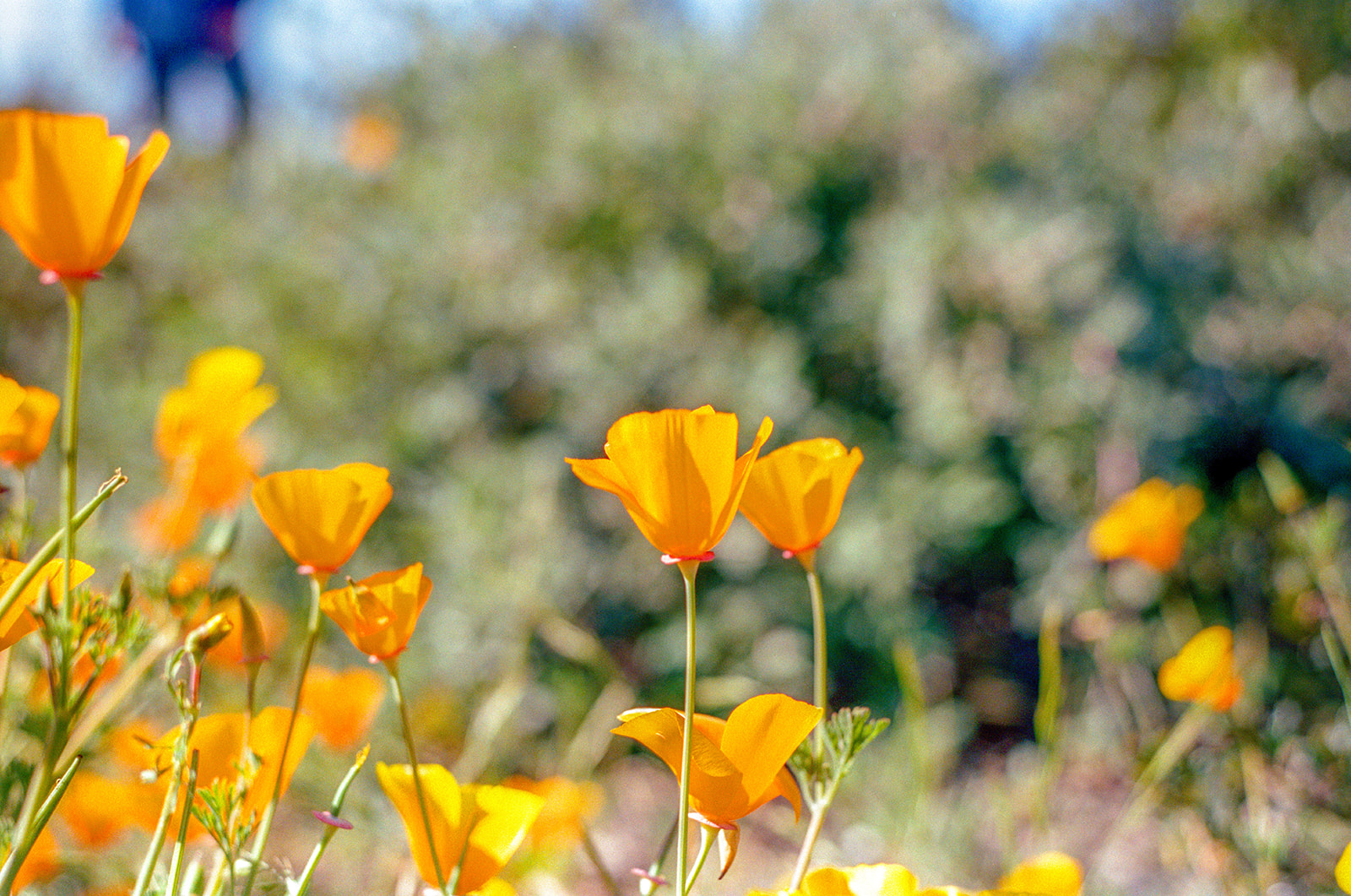 Film photo of bright orange California poppies blooming near the Alameda waterfront.